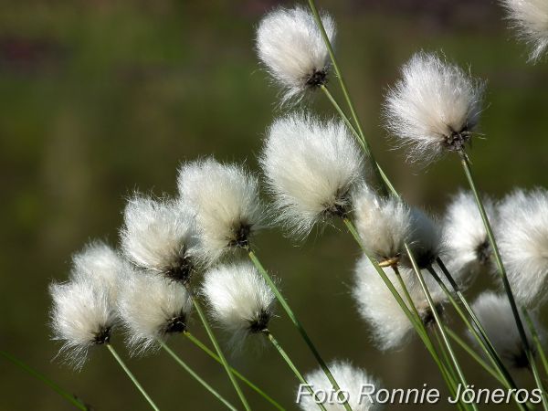 Gräsull, Eriophorum latifolium